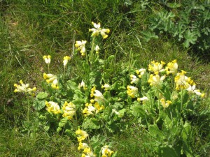 thumb_IMG_4854_1024